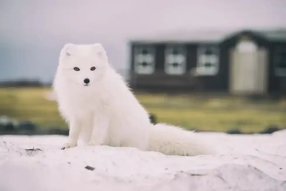 Amazing facts on animals that start with A.