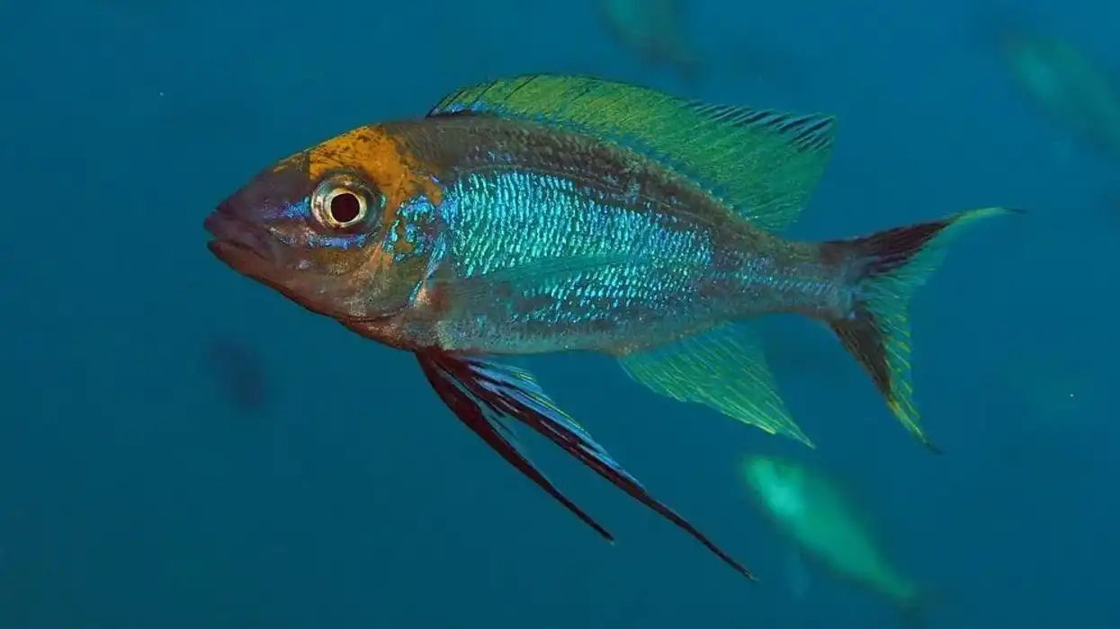 Amazing featherfin cichlid facts about breeding in females, family, food, and tank size!