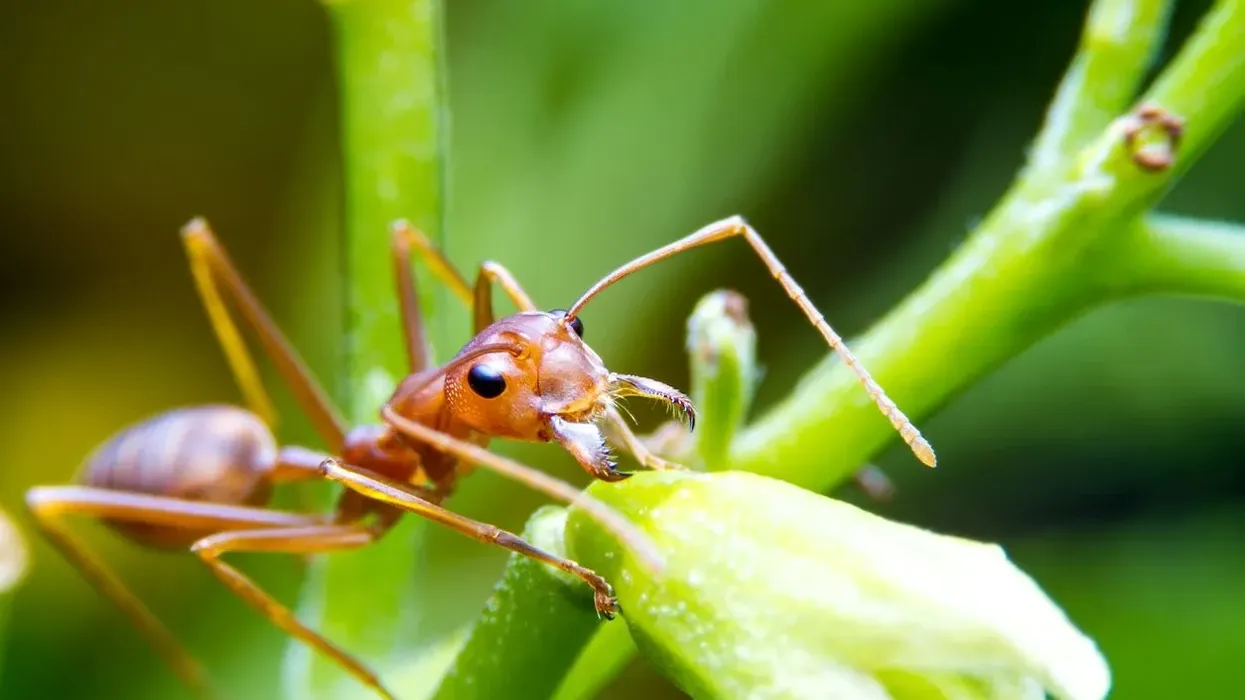 Amazing fire ant facts for kids and adults to know more about these tiny beings.