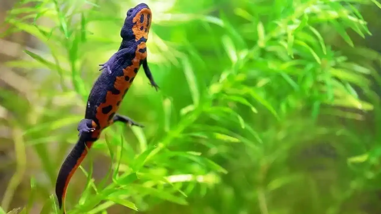 Amazing Fire-Belly Newt facts!