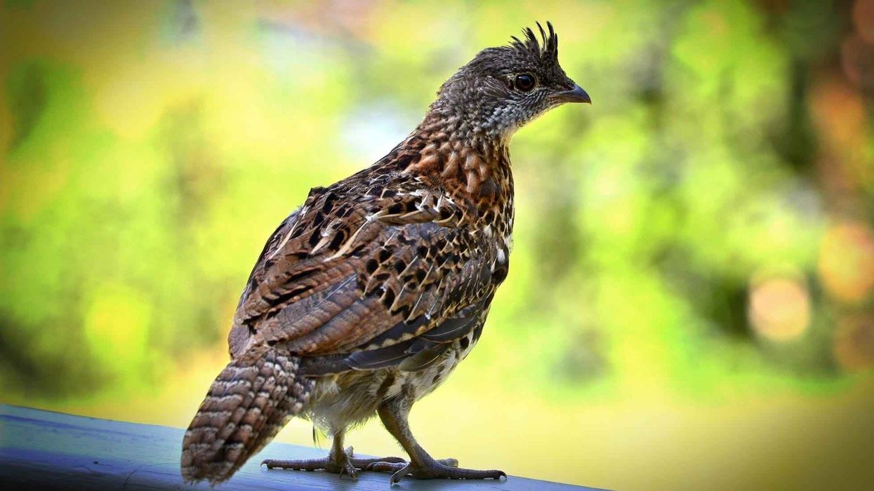 Amazing fun facts about Ruffed Grouse.