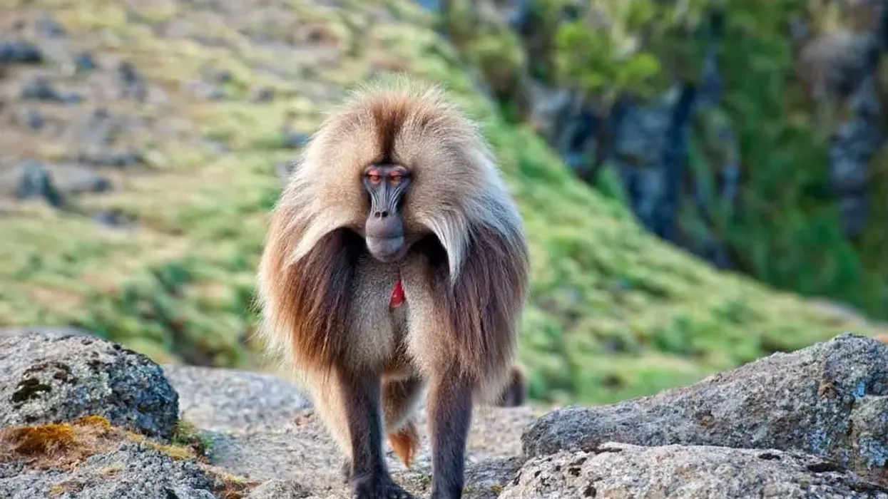 Amazing Gelada facts are for kids and adults, for all to enjoy