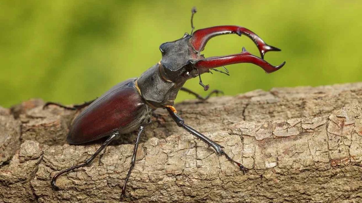 Amazing Giant Stag Beetle facts for everyone.