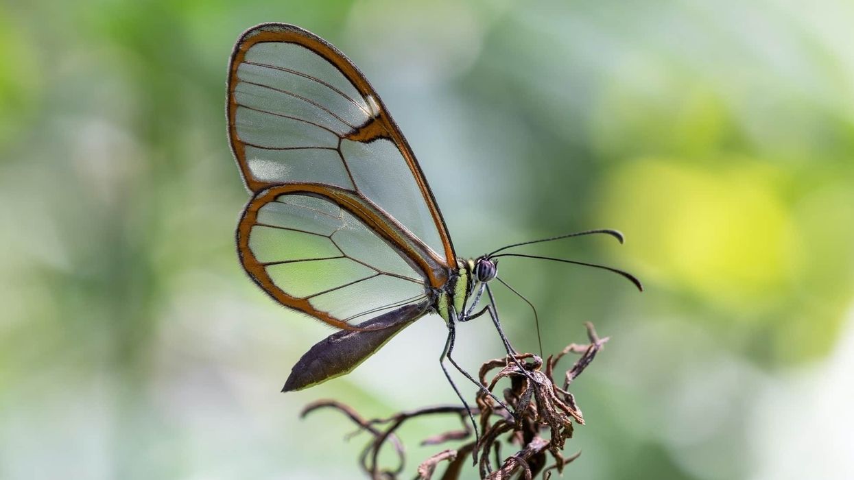 Amazing glasswing butterfly facts.