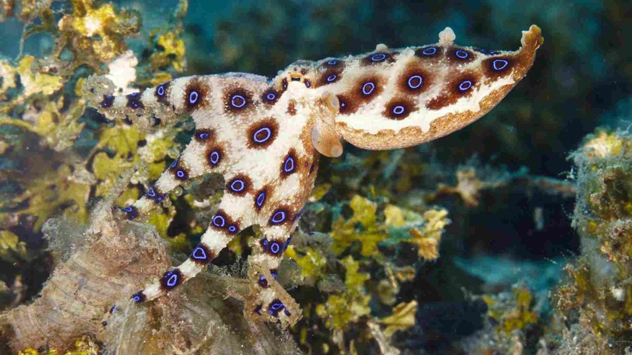 Amazing greater blue-ringed octopus facts to learn about this species.