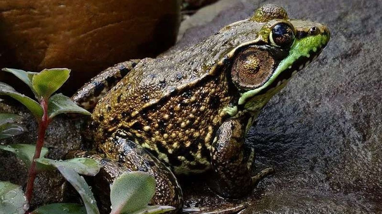 Amazing green frog facts for everyone.