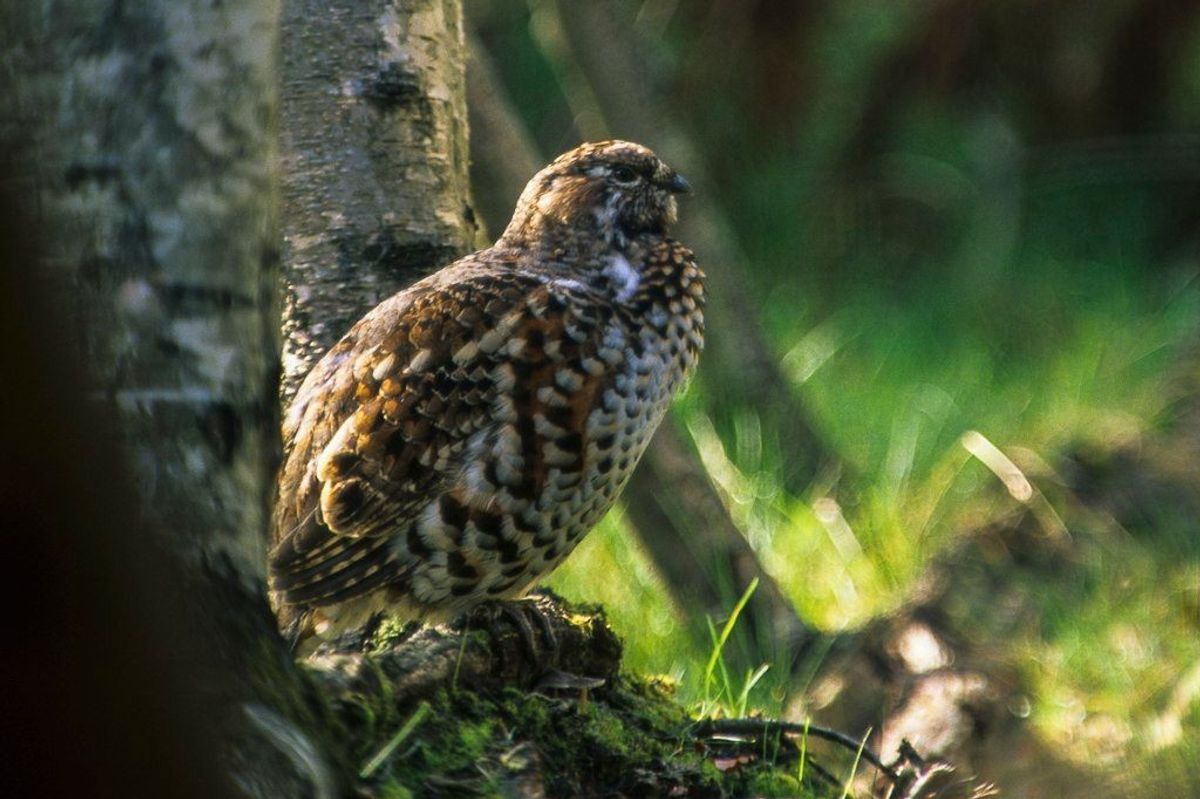 Amazing hazel grouse facts to learn more about this unique bird species.