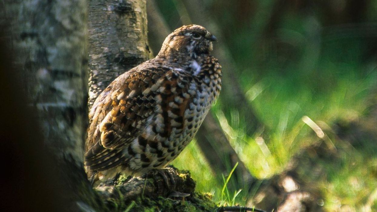 Amazing hazel grouse facts to learn more about this unique bird species.