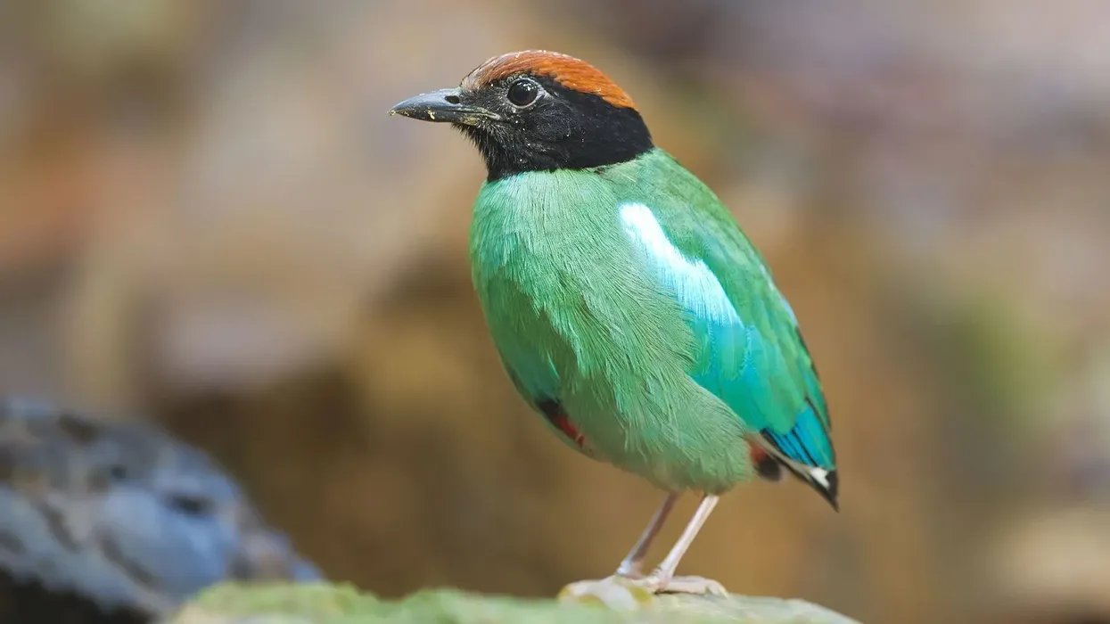 Amazing hooded pitta facts to learn more about this incredible bird.
