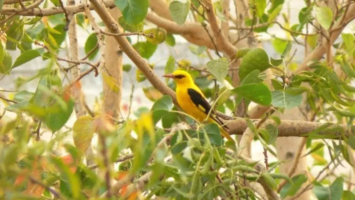 Amazing Indian golden oriole facts to learn more about this incredible bird.