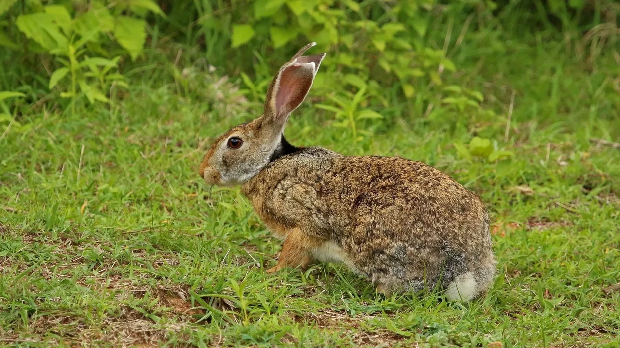 Fun Indian Hare Facts For Kids | Kidadl