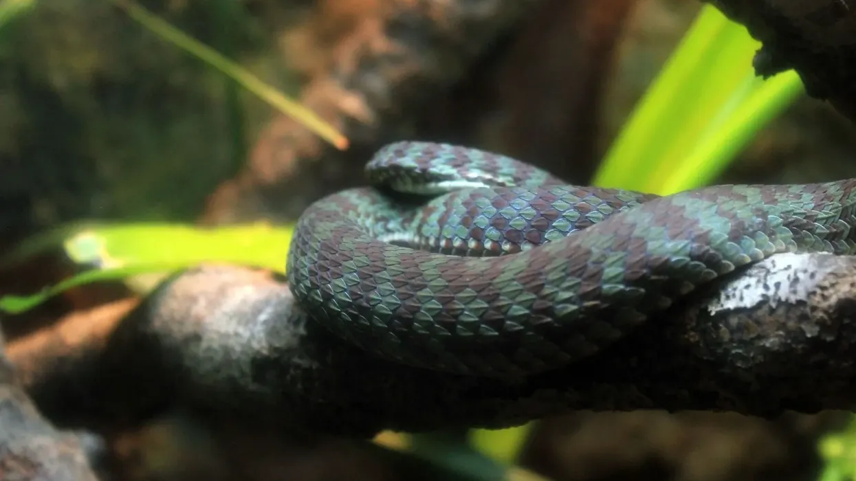 Amazing Kanburi pit viper facts to make your day.