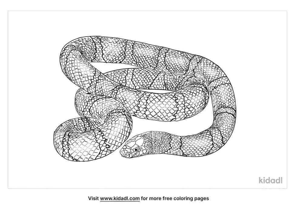 Amazing Kingsnake coloring pages for kids.