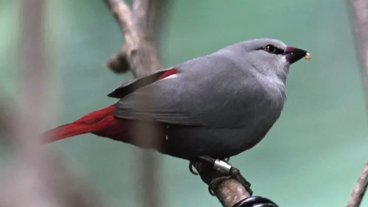 Amazing lavender waxbill facts that kids will love