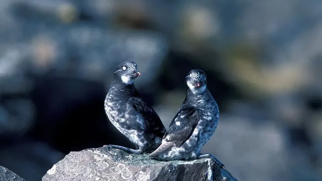 Amazing least auklet facts that are interesting and fun to learn