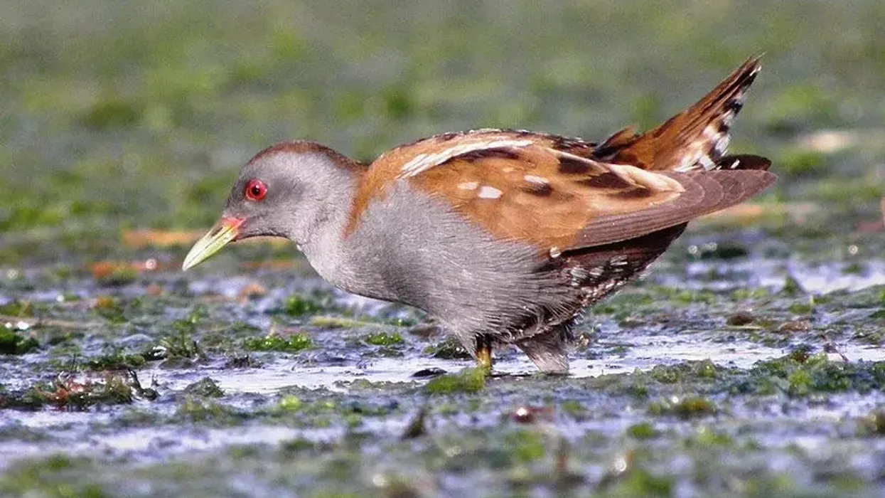Amazing little crake facts that you won't believe.