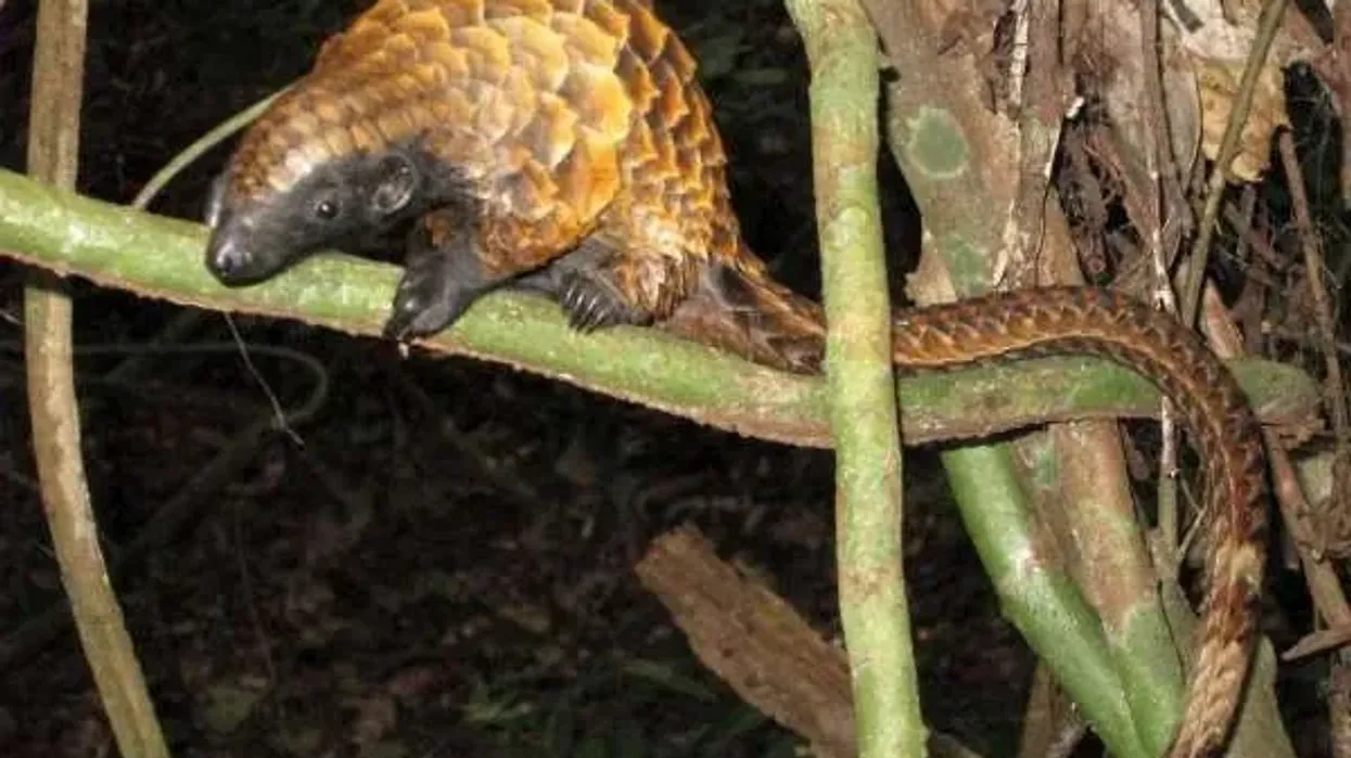 Amazing long-tailed pangolin facts to learn more about this vulnerable species