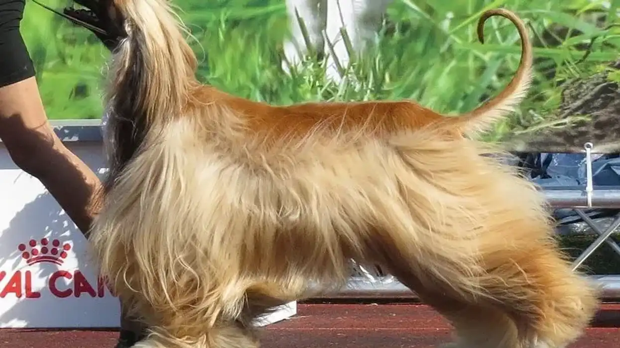 Amazing mixed breed Afador facts you need to know including coat maintenance, weight, and temperament.