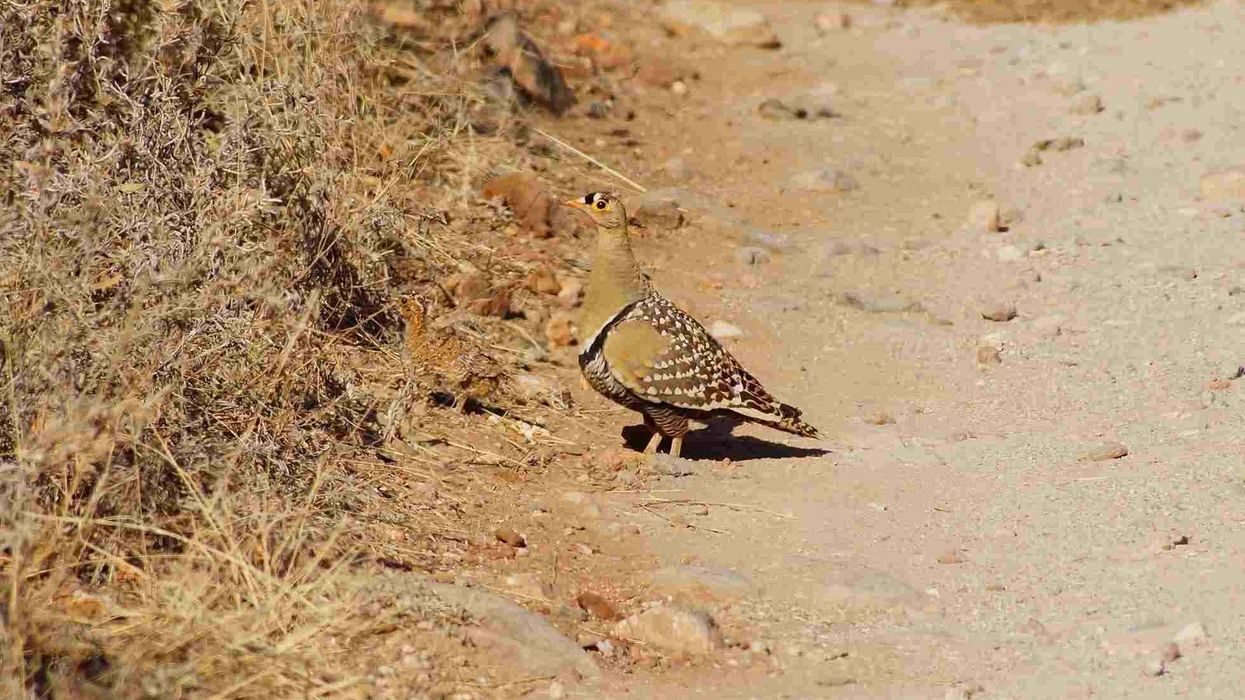 Amazing Namaqua Sandgrouse facts that you won't believe exists.