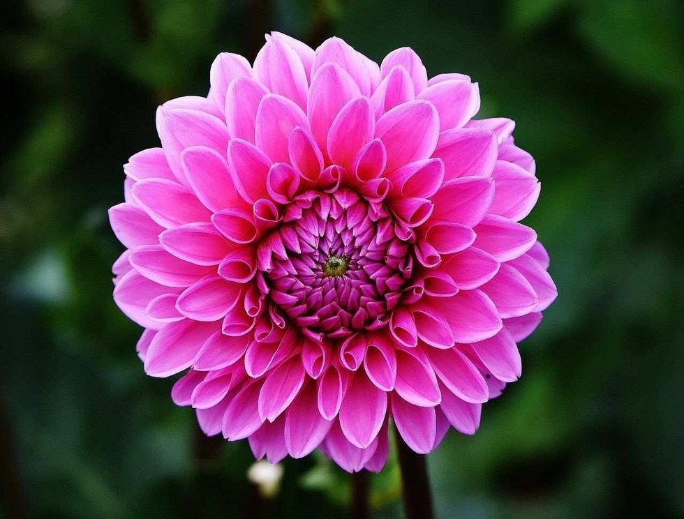 amazing names for your plants
