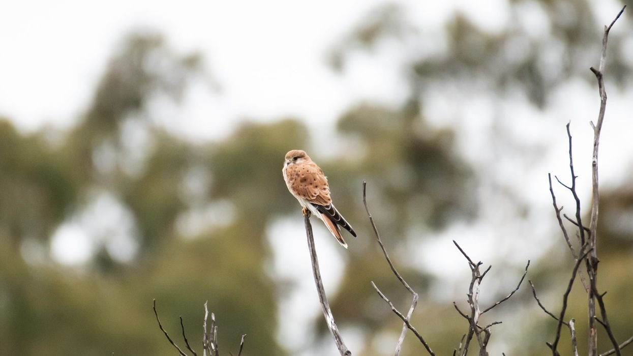 Amazing nankeen kestrel facts that are informative and fun.