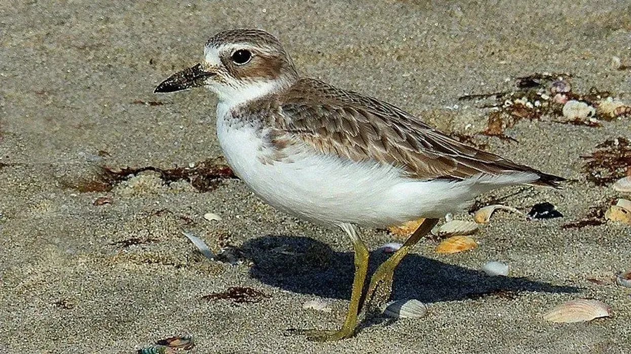 Amazing New Zealand dotterel facts that you won't believe.