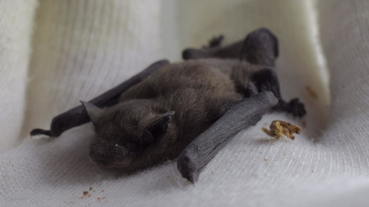 Amazing noctule facts that you will never forget.
