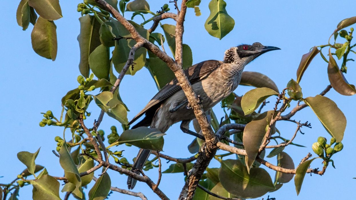 Amazing noisy friarbird facts that are informative and fun to learn.