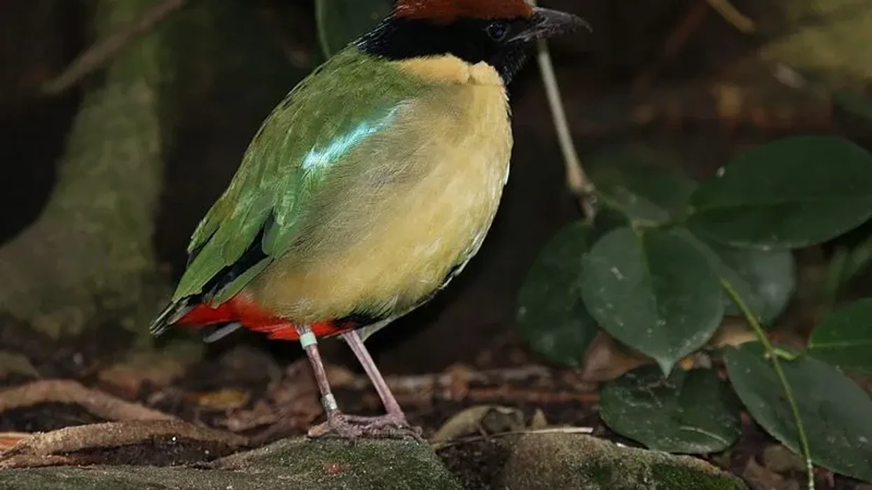 Amazing noisy pitta facts which you won't believe exist.