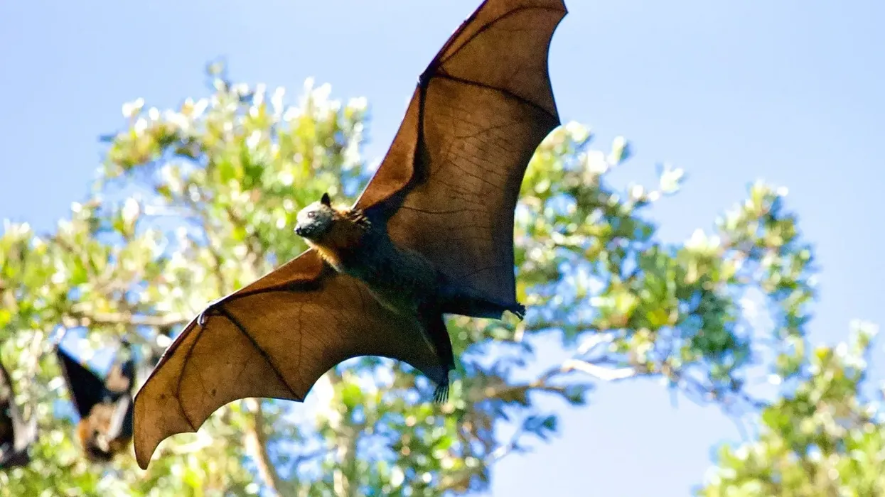 Amazing northern bat facts you have never read!