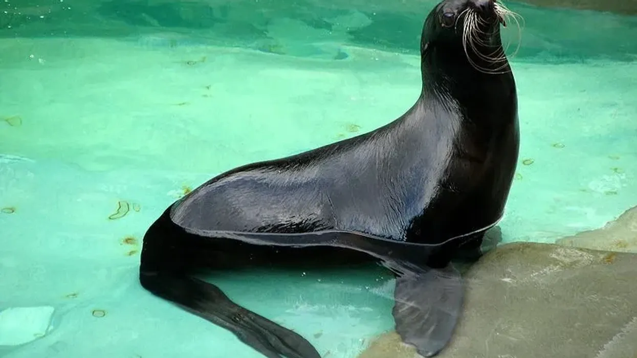 Amazing northern fur seal facts to know more about this species.