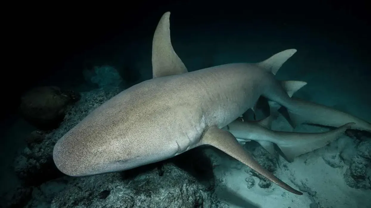 Amazing nurse shark facts for kids and adults
