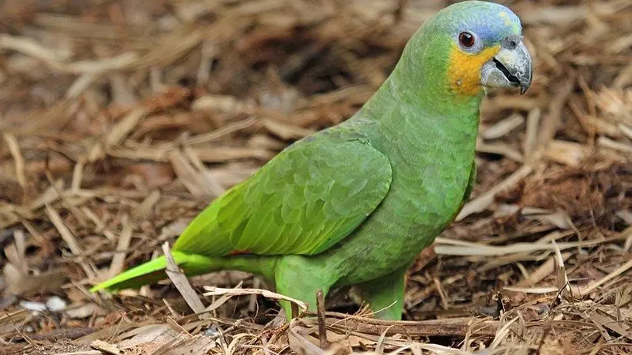 Amazing orange-winged Amazon facts that you need to know.