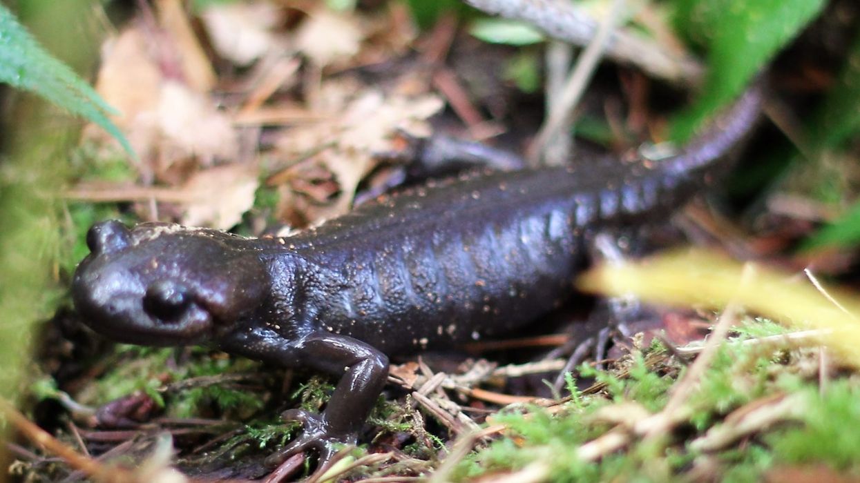 Amazing Pacific northwest salamander facts for everyone.