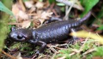 Amazing Pacific northwest salamander facts for everyone.