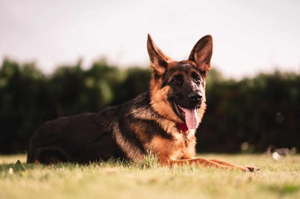 amazing pet names in german for dogs