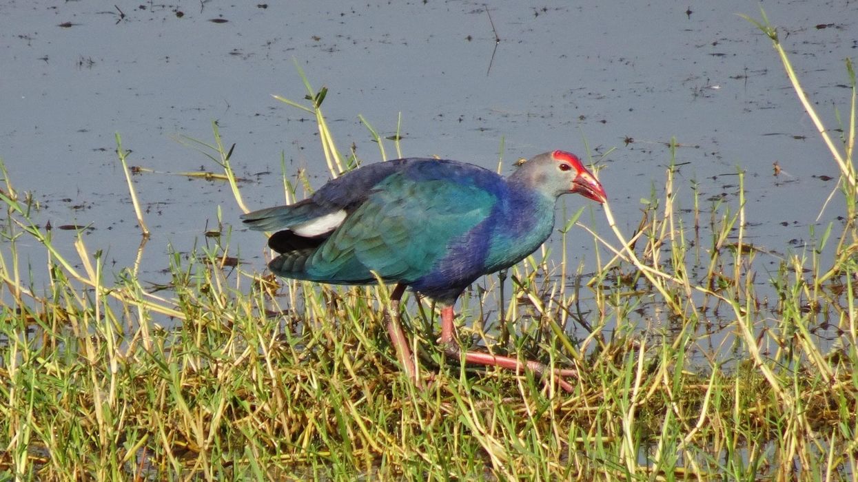 Amazing purple swamphen facts which are informative and fun.