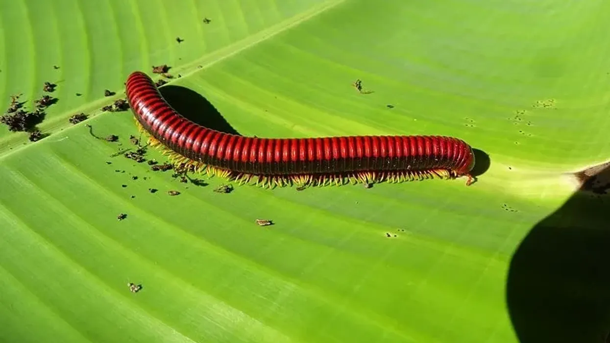 Amazing red millipede facts you must check out.