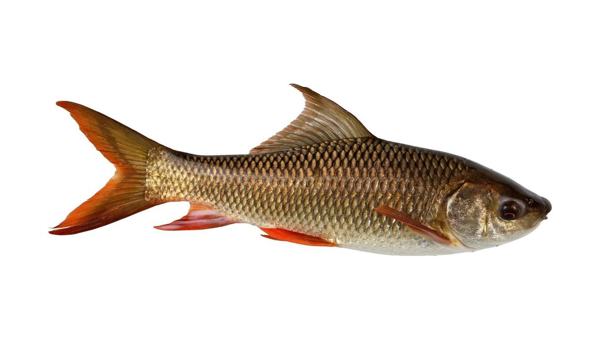 Amazing Rohu Fish facts for kids.