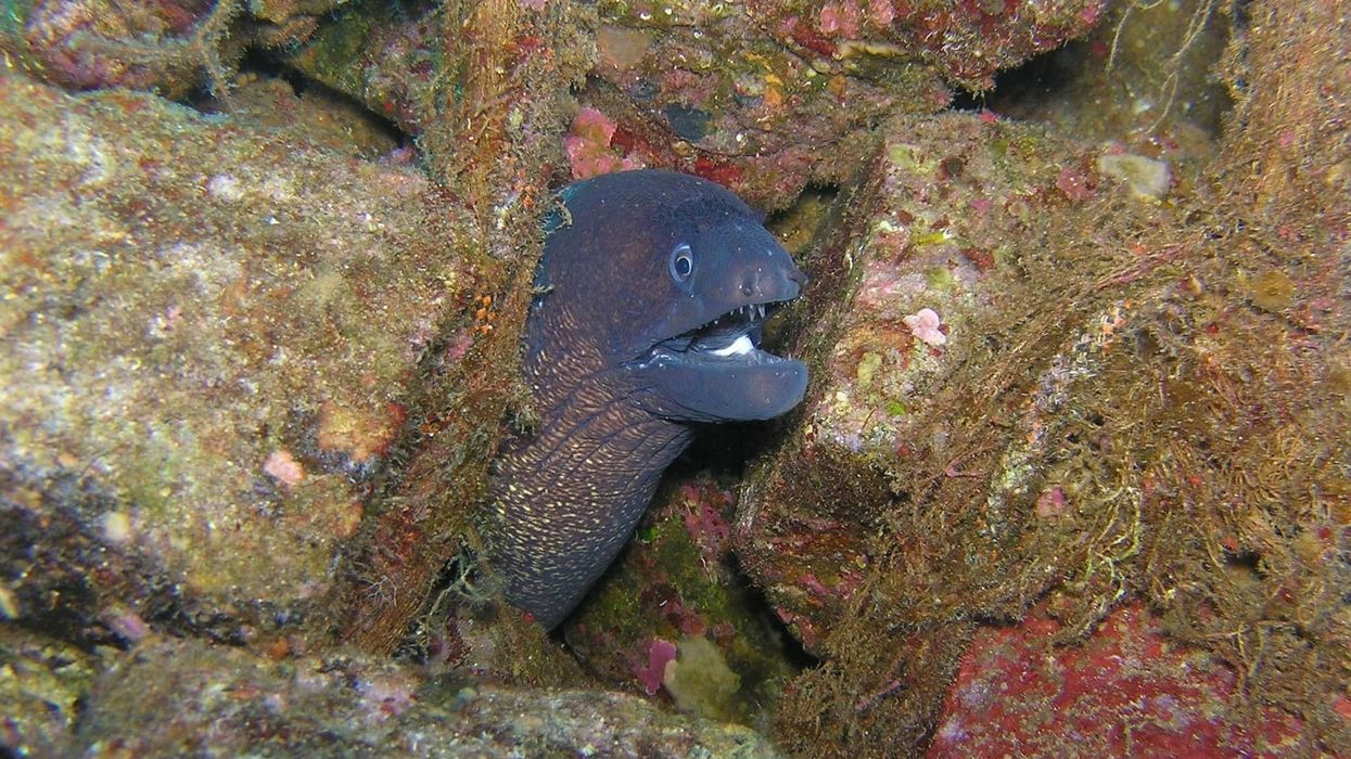 Amazing rubber eel facts that everyone will adore.