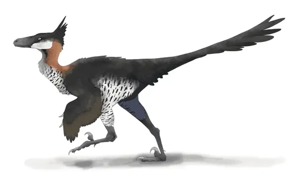 Amazing Saurornithoides facts to learn more about this incredible dinosaur species that lived in the late Jurassic period so let’s dig in.
