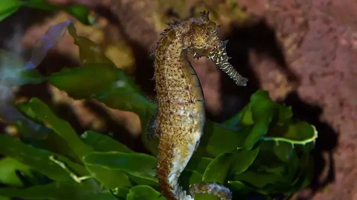 Amazing short-snouted seahorse facts which you won't believe