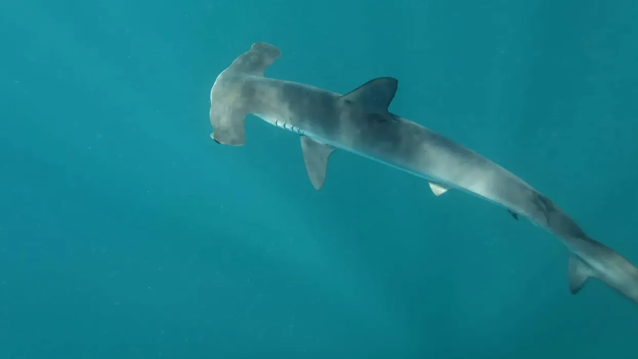Amazing smooth hammerhead shark facts to learn more about this species.