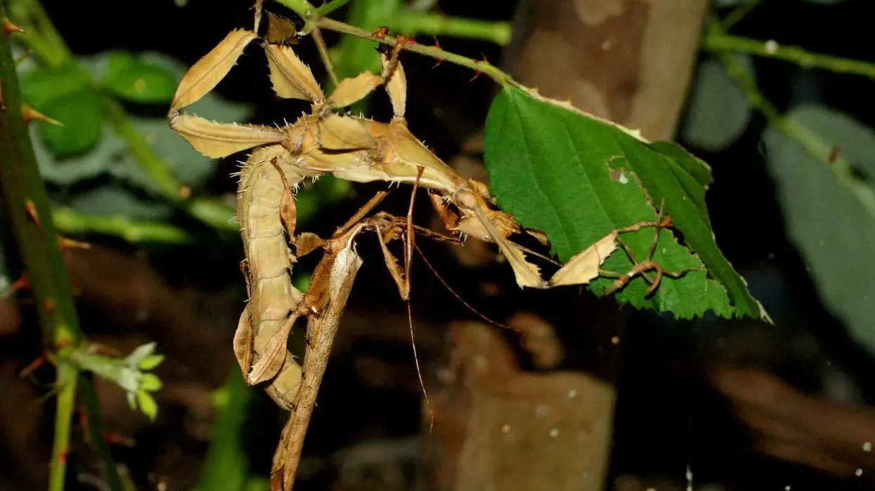 Amazing spiny leaf insect facts that you won't believe exists.