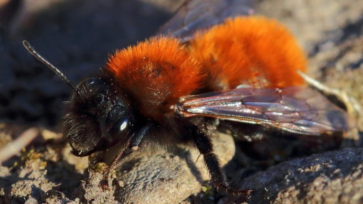 Amazing tawny mining bee facts that are informative and fun.