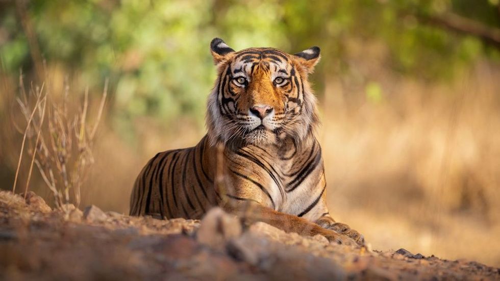 Amazing tiger in the nature habitat. Tiger pose during the golden light time.