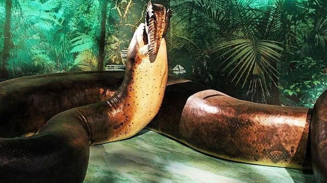Amazing Titanoboa monster snake facts that are entertaining and educational.