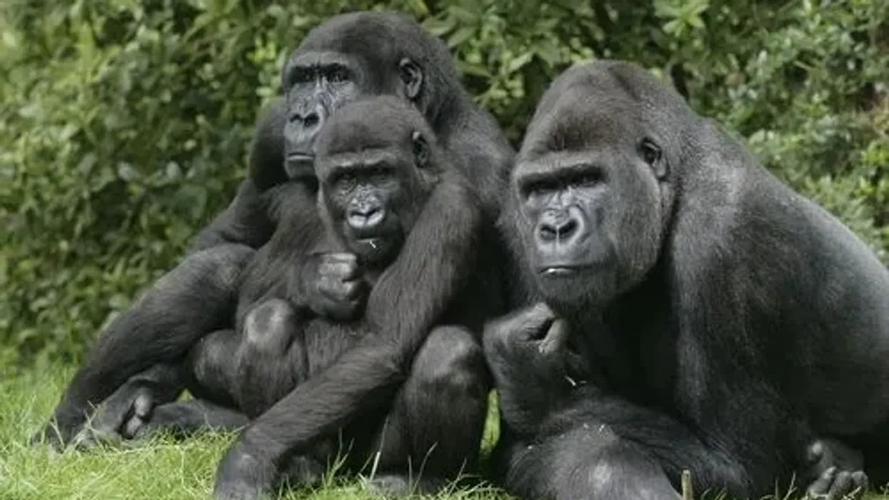 Amazing western lowland gorilla facts that will feed your curiosity.