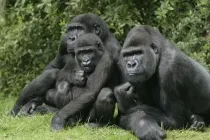 Amazing western lowland gorilla facts that will feed your curiosity.
