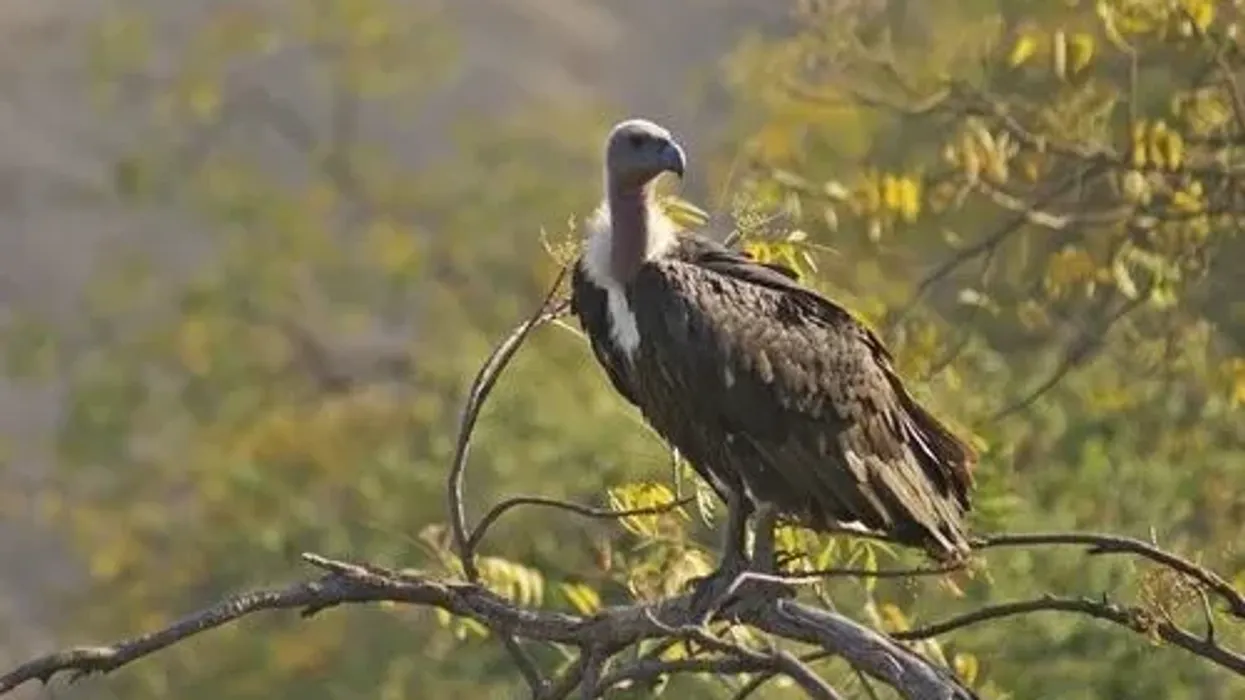 Amazing white-rumped vulture facts to learn more about this species.